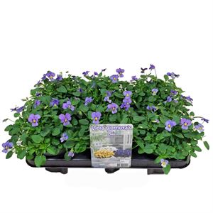 Afbeelding van Viola P12 New Sky Blue